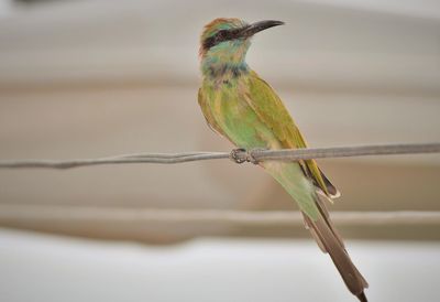 Close-up of bird perching on branch