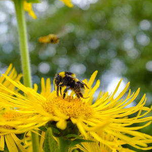 Bee pollinating on flower