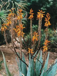 Close-up of plants