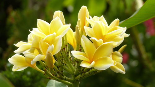 Close-up of yellow flowering plant in park