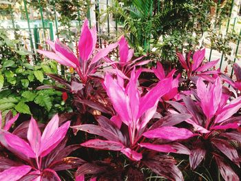 Close-up of pink flowers blooming outdoors