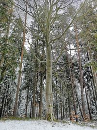 Trees in forest during winter