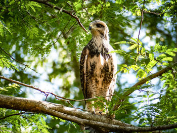 Low angle view of owl perching on tree in forest