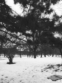 Trees in the forest