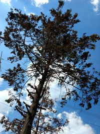 Low angle view of tree against sky