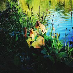 Plants growing on lakeshore