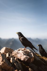 Close-up of bird perching on rock