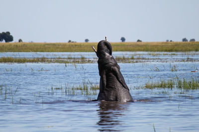 Elephant calf in lake