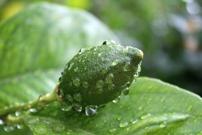 Close-up of raindrops on leaves