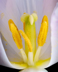 Detailed close-up of white tulip flower