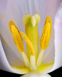 Close-up of yellow flowering plant