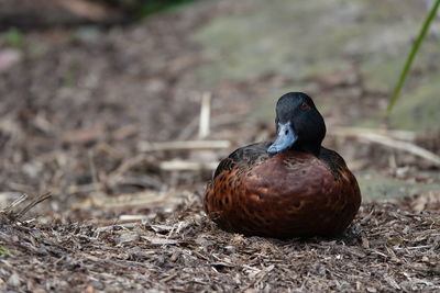 Close-up of duck on field