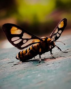 Close-up of butterfly