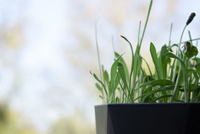 Fresh green sprouted grass in a pot on a blurred background. space for text.