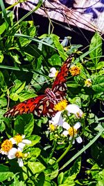 Close-up of butterfly perching on plant