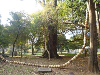 Trees in park