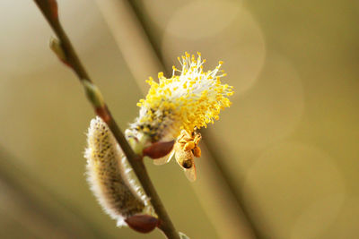 Close-up of yellow flowering plant