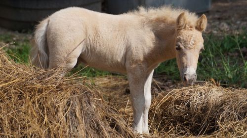 Close-up of horse on field