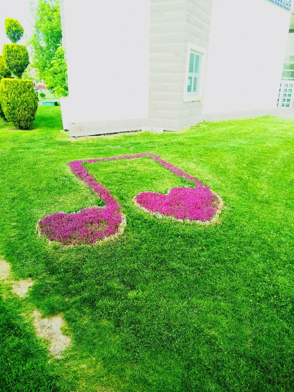 VIEW OF PINK FLOWERS