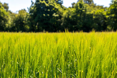 Crops growing on field