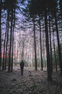 Trees in forest