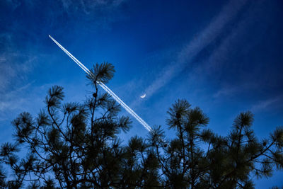 Low angle view of palm tree against sky