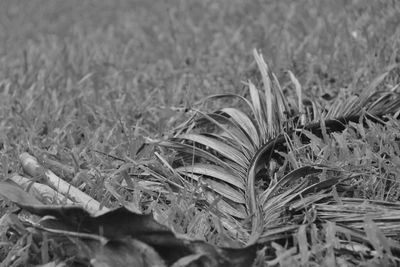 Close-up of plant growing on field