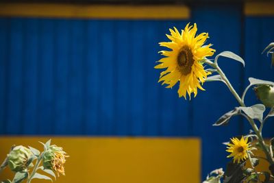 Close-up of yellow flowering plant against blue sky