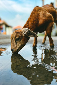 Goat kid drinking water by the side of the city road