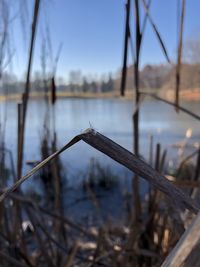 Close-up of plants by lake against sky