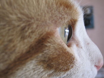 Close-up of a dog looking away