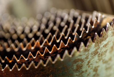 Close-up of snake on table