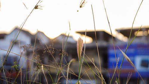 Close-up of plants against sky