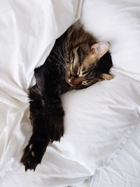 Cat sleeping on bed