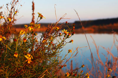 Close-up of plants against orange sky