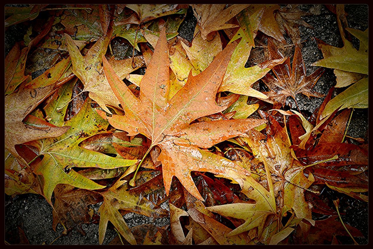 leaf, transfer print, auto post production filter, close-up, dry, leaves, full frame, backgrounds, autumn, high angle view, plant, change, growth, nature, natural pattern, no people, day, outdoors, aging process, fragility