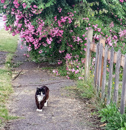 Close-up of cat in field