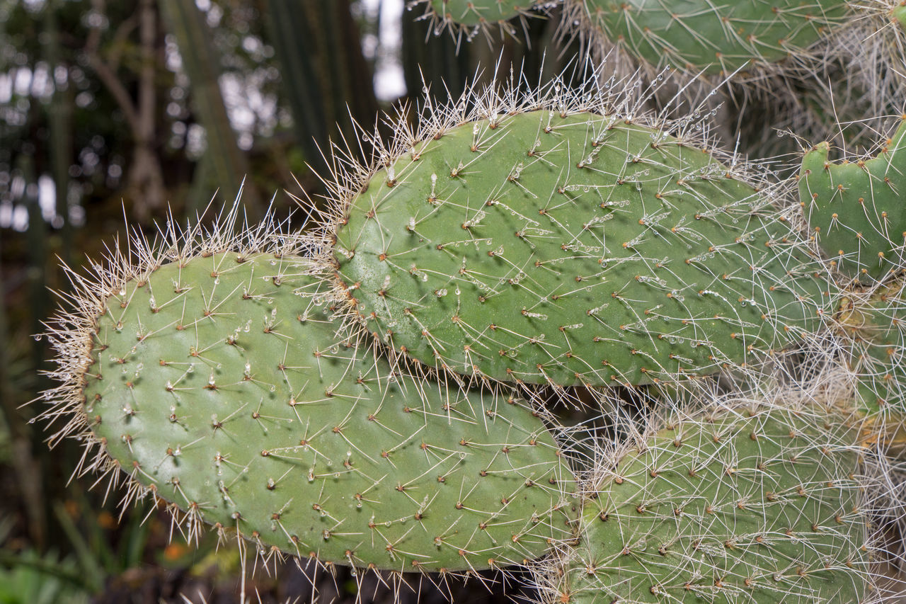 CLOSE-UP OF SUCCULENT PLANT GROWING ON CACTUS