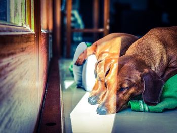 Close-up of dog sleeping on window