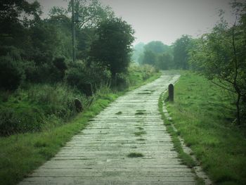 Narrow pathway along trees in forest