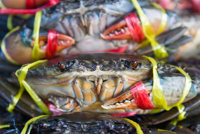 Close-up of crab for sale