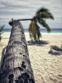 Palm tree by sea against sky