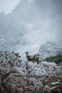 Side view of deer on rock