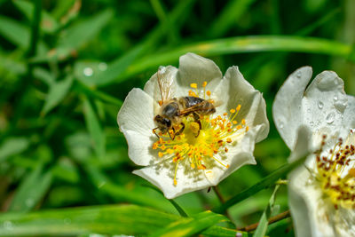 Close-up of bee pollinating on flower