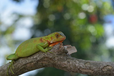 Close-up of lizard on tree