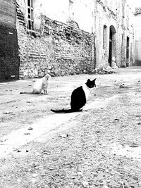 Cat looking away in city