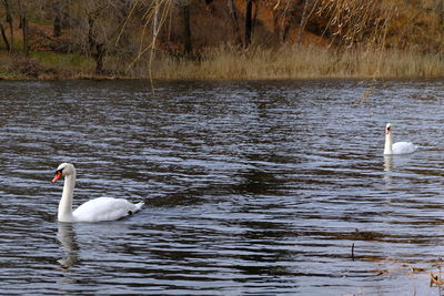 Swans swimming in lake