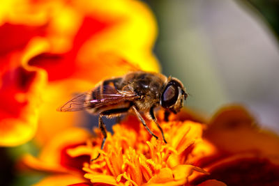 Close-up of bee pollinating on orange flower