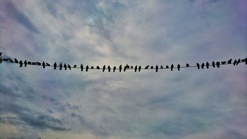 Low angle view of silhouette birds flying against sky