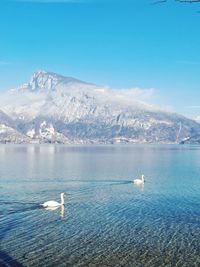 Scenic view of clear lake in switzerland and snowcapped mountains with swans and blue sky 